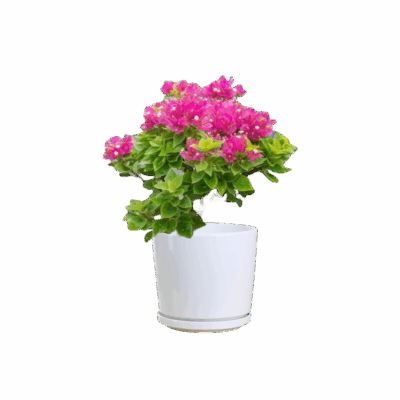 Bougainvillea ‘Pixie Queen’