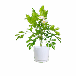 Radermachera Summerscent