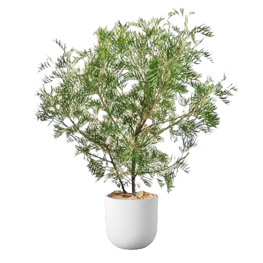 Grevillea ‘Pink Pixie’