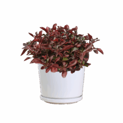 Alternanthera Cultivar
