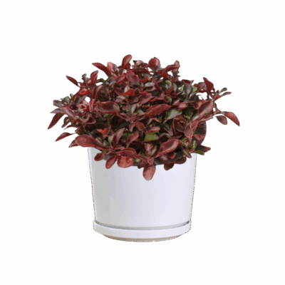 Alternanthera Cultivar