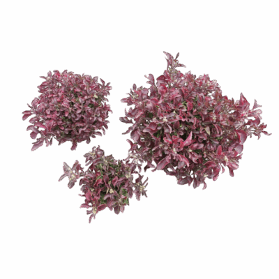 Alternanthera Cultivar - Image 2