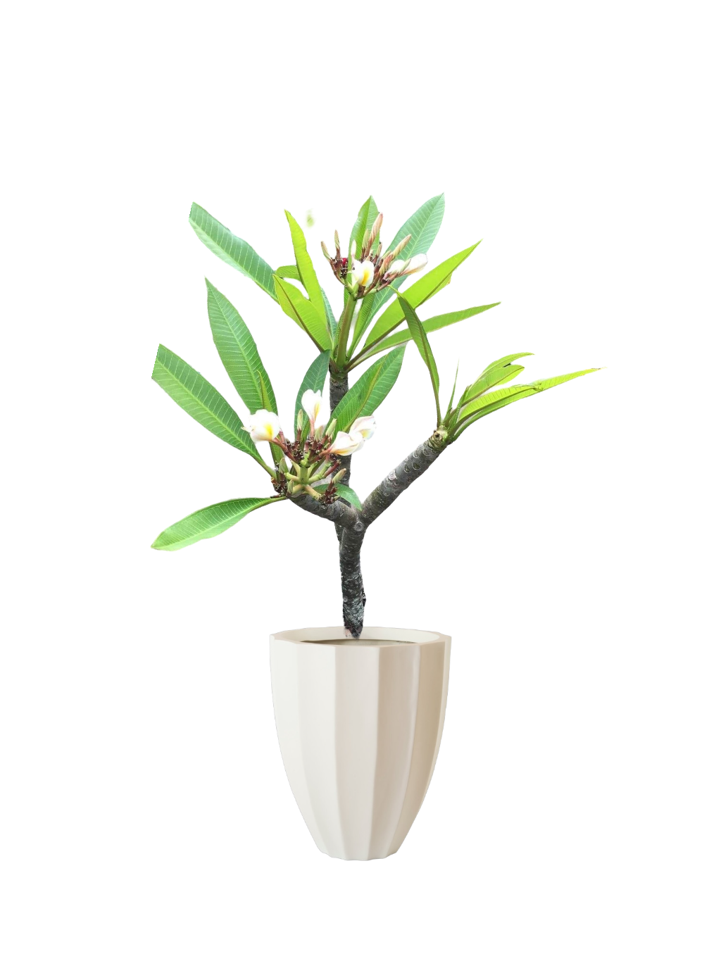 Plumeria Rubra Hawaiian Opal White - Image 2