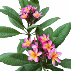 Plumeria (Pink + Yellow)