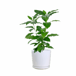 Coffee Sapling