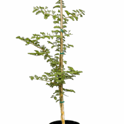 Young tamarind tree
