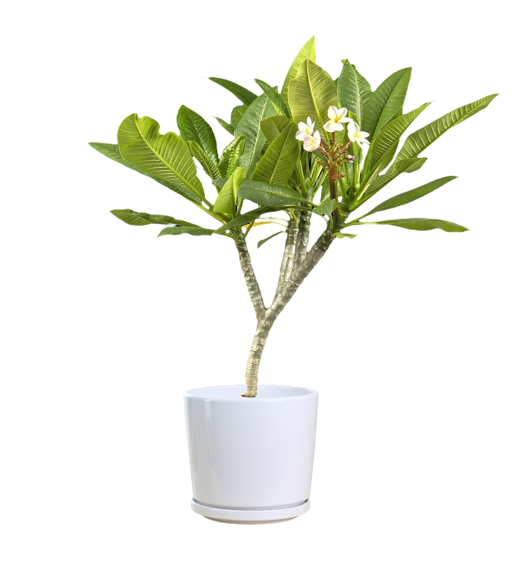 Plumeria (Yellow) - Image 2