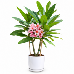 Plumeria (Pink)