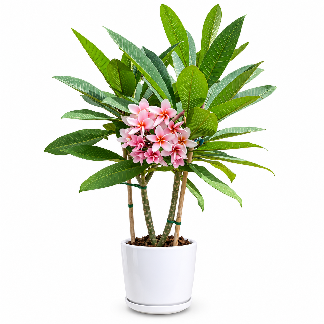 Plumeria (Pink)