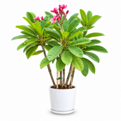 Plumeria (Red)