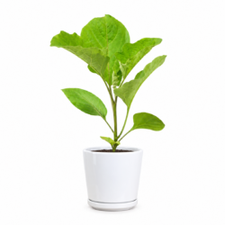 Aubergine