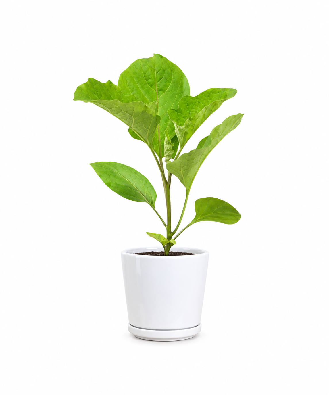 Aubergine