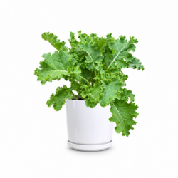 Kale