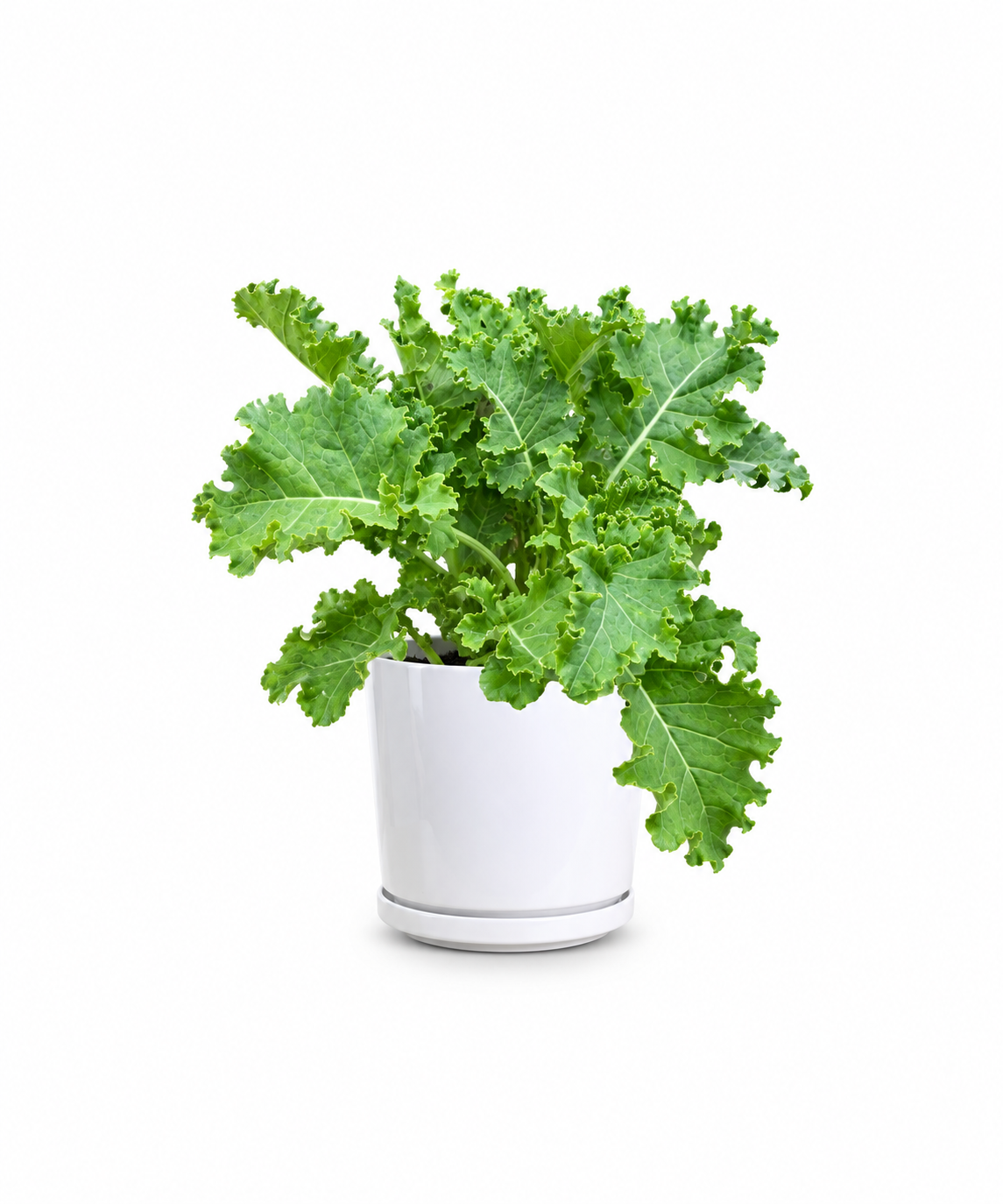 Kale