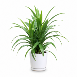 Pandan Plant
