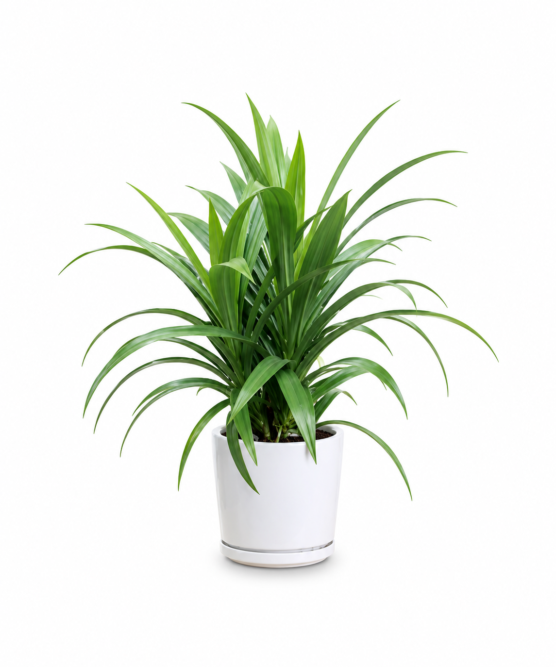 Pandan Plant
