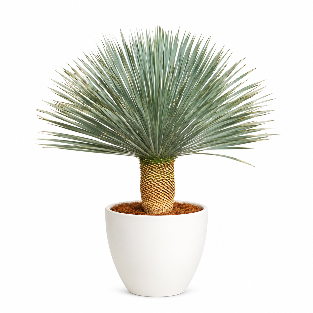Yucca Rostrata