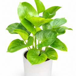 Homalomena expedita A.Hay & Hersc.