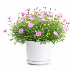 Brachyscome Multifida
