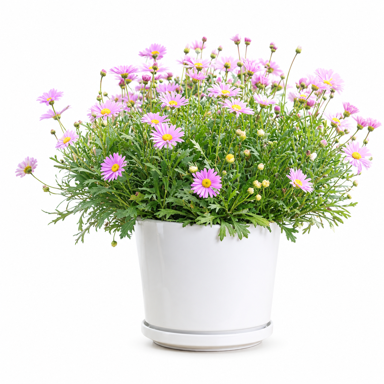 Brachyscome Multifida