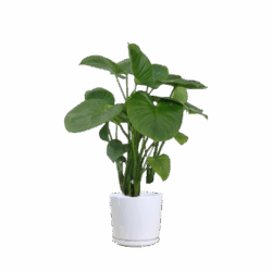 Water Alocasia