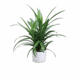Pandanus Baptistii