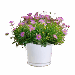 Brachyscome multifida