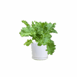 Kale