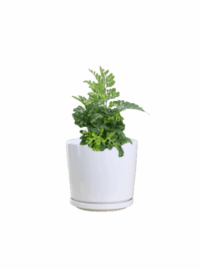Austral gem fern