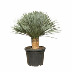 Yucca Rostrata