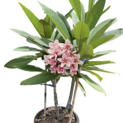 Plumeria (Pink)