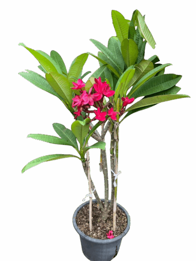 Plumeria (Red) - Image 2