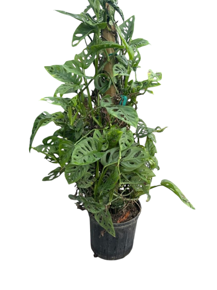 Monstera adansonii - Swiss Cheese Vine - Image 2