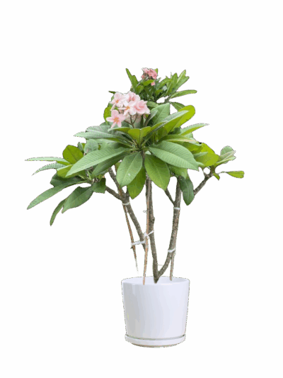 Plumeria (Pink) - Image 2