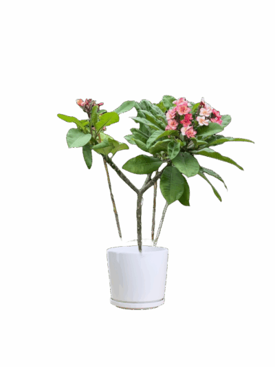 Plumeria (Pink) - Image 4