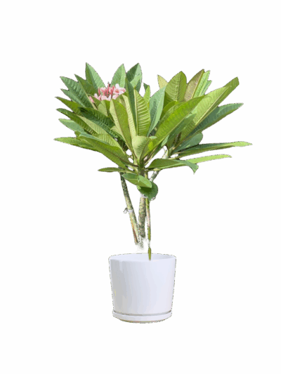 Plumeria (Pink) - Image 3