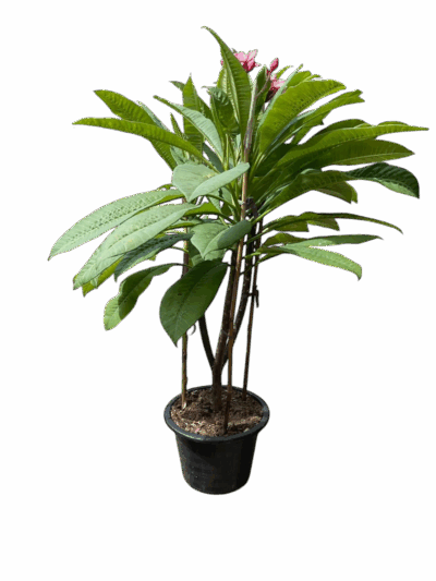 Plumeria (Pink) - Image 5