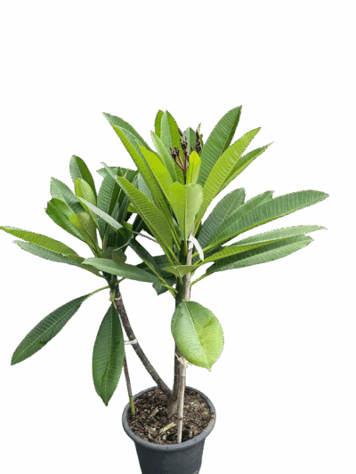 Plumeria (Red) - Image 4