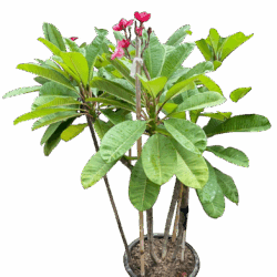Plumeria (Red)