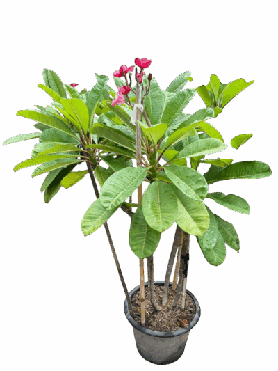 Plumeria (Red)