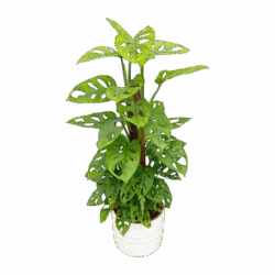 Monstera adansonii – Philodendron