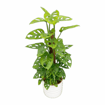 Monstera adansonii – Philodendron