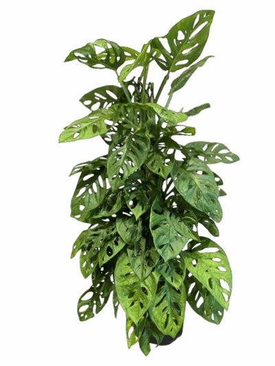 Monstera adansonii – Philodendron - Image 2