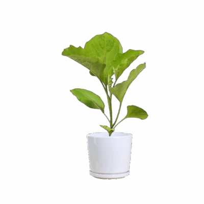 Aubergine