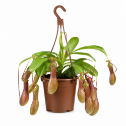 Monkey Jar Plant