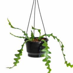 Fishbone Cactus - Disocactus anguliger