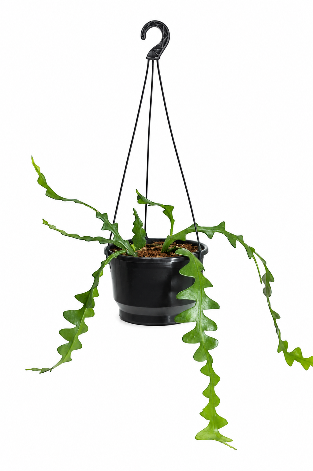 Fishbone Cactus - Disocactus anguliger