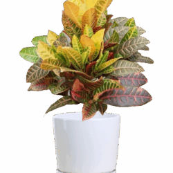 Codiaeum variegatum