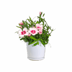 CARNATION (DIANTHUS CARYOPHYLLUS)