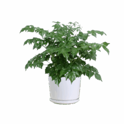 Happy Tree